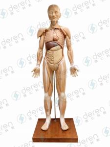 Высокоимитированная модель глубоких поверхностных мышц кровеносных сосудов анатомическая тренировка для медицинской науки человеческого тела - Product Image 4