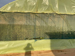 Film <span class=keywords><strong>de</strong></span> <span class=keywords><strong>serre</strong></span> jaune stabilisé aux UV 6MIL <span class=keywords><strong>pour</strong></span> l'agriculture, la fleuriculture, la protection contre la pluie, bâche en <span class=keywords><strong>plastique</strong></span> - Product Image 5
