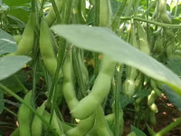 Freeze Dried Edamame Instant Food Convenience for Busy On-The-Go Lifestyle