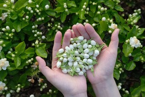 Flores secas de alta calidad, brotes de jazmín secos fragantes, Pétalos naturales de Guangzhou, venta al por mayor, té de materia prima para la salud - Product Image 3