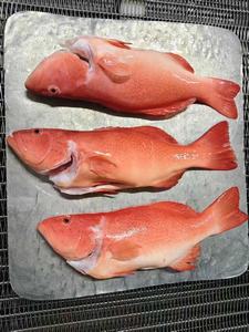 Corvina del Corallo Leopardata Congelata Intera - Product Image 4