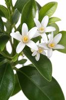 Arbre artificiel en pot à fleurs d'oranger, plante à fleurs d'agrumes pour la décoration intérieure de la maison, de l'hôtel, du bureau, aménagement paysager intérieur, vente en gros d'usine
