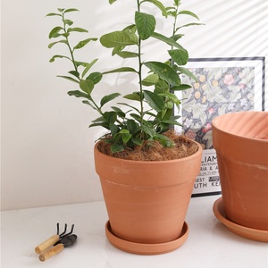 Pots à fleurs rectangulaires en <span class=keywords><strong>terre</strong></span> <span class=keywords><strong>cuite</strong></span> pour plantes succulentes, cuits à haute température, avec plateau pour utilisation en extérieur, avec trou de drainage - Product Image 4