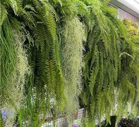 Plantes artificielles de luxe de haute qualité, écologiques, ornements décoratifs, fleurs, plantes, étiquette personnalisée, artificielles