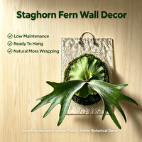 Jardinière murale flottante en plastique pour fougère cornée et orchidée, diamètre 20 cm, avec couvercle pour repiquage facile