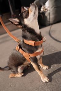 Ensemble de harnais mains libres réglables pour chien et laisse pour petits, moyens et grands chiens solides et durables - Product Image 4