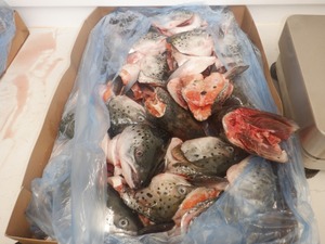 Bon <span class=keywords><strong>prix</strong></span> tête <span class=keywords><strong>de</strong></span> <span class=keywords><strong>saumon</strong></span> congelée à la machine tête <span class=keywords><strong>de</strong></span> <span class=keywords><strong>saumon</strong></span> <span class=keywords><strong>de</strong></span> l'Atlantique tête <span class=keywords><strong>de</strong></span> <span class=keywords><strong>saumon</strong></span> congelée - Product Image 5