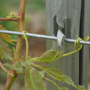 Palo di Supporto per Viti in Acciaio Zincato a Caldo Preforato 8ft per Uso in Vigneti e Ranch, Compatibile con Tutti i Sistemi di Tralicciatura a Filo, Facile Montaggio 3D - Product Image 2
