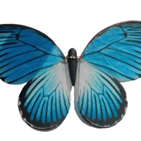 Papillon Bionique à Plumes Volantes Télécommandé Tao Zhe Bilibili Tan Jianci