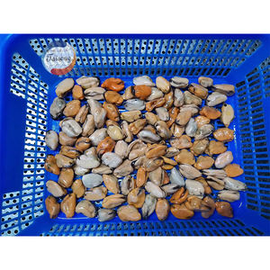 Mariscos Congelados, <span class=keywords><strong>Mejillones</strong></span> Azules, Carne de Mejillón, Mejillón en Media Concha - Product Image 4