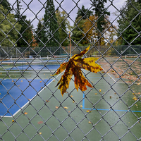 Offre Spéciale : Rouleau de clôture galvanisée à maillons diamantés 45x45mm pour terrains de tennis et de pickleball de compétition