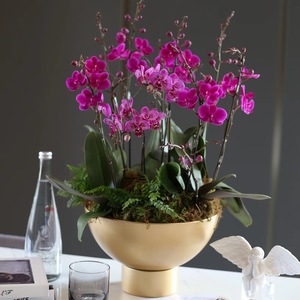 Pot à orchidées haut en fer doré, à large ouverture, design moderne, pour jardinage domestique, arrangement floral, pot à bonsaï - Product Image 2