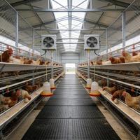 Structure en acier galvanisé préfabriquée pour poulailler et ferme, durable, anticorrosion, garantie 1 an pour l'élevage