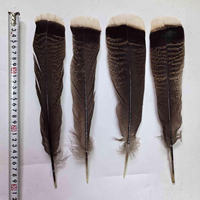 Plumas de cola de pavo salvaje natural a granel de 8-14 pulgadas al por mayor de bajo precio para decoración de festivales