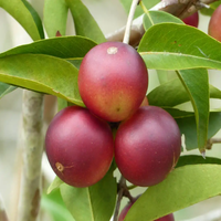 Extrait de Camu Camu en poudre de qualité alimentaire conforme aux normes GMP, 5%-25% de vitamine C, extrait par solvant, 100% soluble dans l'eau, 80 Mesh, en fût