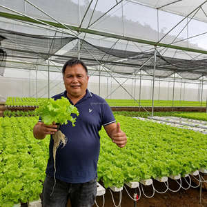 Agriculture agricole commerciale agriculture verticale <span class=keywords><strong>basilic</strong></span> cultiver hydroponique système de canaux NFT produit de <span class=keywords><strong>serre</strong></span> - Product Image 4