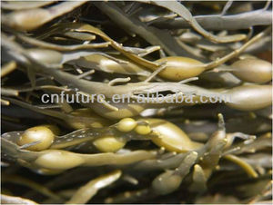 High Effect Factory Quality <strong>Seaweed</strong> Extract Lquide <strong>Fertilisants</strong> - Product Image 3