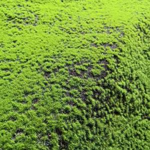 Panneaux de mousse verte artificielle <span class=keywords><strong>pour</strong></span> jardin, décoration murale, tapis de mousse artificielle, panneau végétal, tapis de mousse artificielle <span class=keywords><strong>pour</strong></span> la décoration - Product Image 4