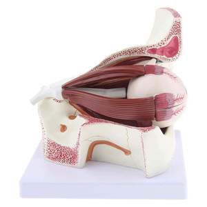 KyrenMed مقلة العين البشرية مقبس العصب القرنية نموذج 3 مرات مقلة العين التشريحية والجفن - Product Image 6