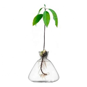 Kit per la coltivazione di avocado ecologico in offerta speciale, ciotola per la semina di avocado, vassoio in vetro e sughero per la germinazione dei <span class=keywords><strong>semi</strong></span>, contenitore trasparente per l'acqua, per la casa - Product Image 2