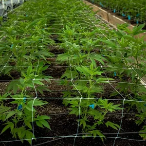 Agrícola transparente 200m 100% PP plástico 10gsm planta frijol soporte enrejado red