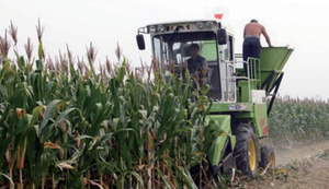 Chaînes de machines agricoles pour récolteuse de fourrage - Product Image 2