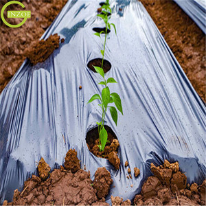 Film complet de paillis <span class=keywords><strong>pour</strong></span> la tomate - Product Image 6