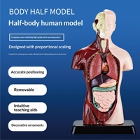 Modèle éducatif du corps humain pour enfants, jouet de science STE, modèle d'anatomie du demi-corps avec organes amovibles, pour l'école, le laboratoire et l'éducation à domicile
