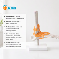 Modèle d'articulation du pied avec ligaments, modèle du pied et de la cheville, modèle d'anatomie du pied grandeur nature pour démonstration pédagogique CE/ISO