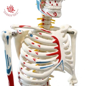 Modèle de squelette humain FRT009 Coloration demi-côté 85cm W/la marque des origines et des terminaisons des muscles pour la science médicale - Product Image 3