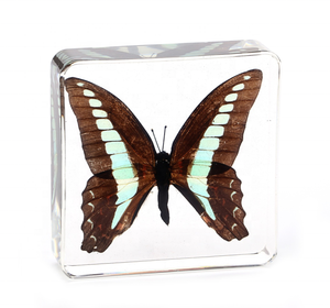 Offre Spéciale cristal Transparent papillon taxidermie résine insecte spécimen décoration de la maison et ressource pédagogique pour enfants pour les vacances - Product Image 4