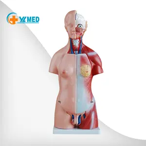 Medicina educativa para cuerpo humano, 45CM, maletero neutral, 23 piezas, entrenamiento de enfermera, enseñanza, modelo de alta calidad