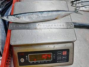 Pescado Saurio Salado y Asado Congelado, Caballa del Pacífico Precocinada y Seca, Entera y Redonda, IQF Japonés, Suministro a Granel para Restaurantes - Product Image 4