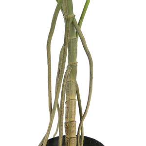 120cm Artificielle Monstera Deliciosa Plante Tortue Feuilles Faux Fromage <span class=keywords><strong>Suisse</strong></span> Plante <span class=keywords><strong>Plantes</strong></span> <span class=keywords><strong>D</strong></span>'<span class=keywords><strong>intérieur</strong></span> en Pot pour La <span class=keywords><strong>D</strong></span>écoration Intérieure - Product Image 5