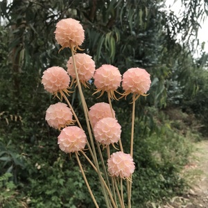 ¡Venta al por mayor! Arreglo de flores comretocarpus, <span class=keywords><strong>scabiosa</strong></span> natural fresca seca en conserva - Product Image 6