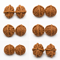 Noix à quatre facettes de qualité standard cultivées naturellement