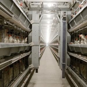 Cages de <span class=keywords><strong>poulet</strong></span> de pondeuse d'oeufs de nouvelle condition de conception professionnelle pour le <span class=keywords><strong>grossiste</strong></span> de cages de batterie de ferme de volaille pour la couche de <span class=keywords><strong>poulet</strong></span> - Product Image 4