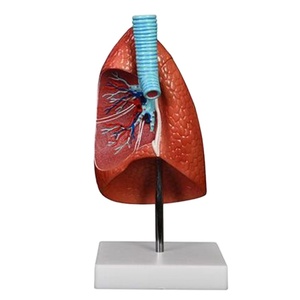 Plastic Human Anatomy <strong>Lung</strong> Model Medical Teaching Model