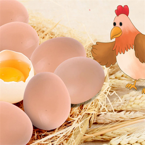 <span class=keywords><strong>Huevos</strong></span> de simulación para gallineros, <span class=keywords><strong>huevos</strong></span> de plástico para incubadoras de aves de corral, <span class=keywords><strong>huevos</strong></span> artificiales pequeños, suministros para granjas avícolas - Product Image 5