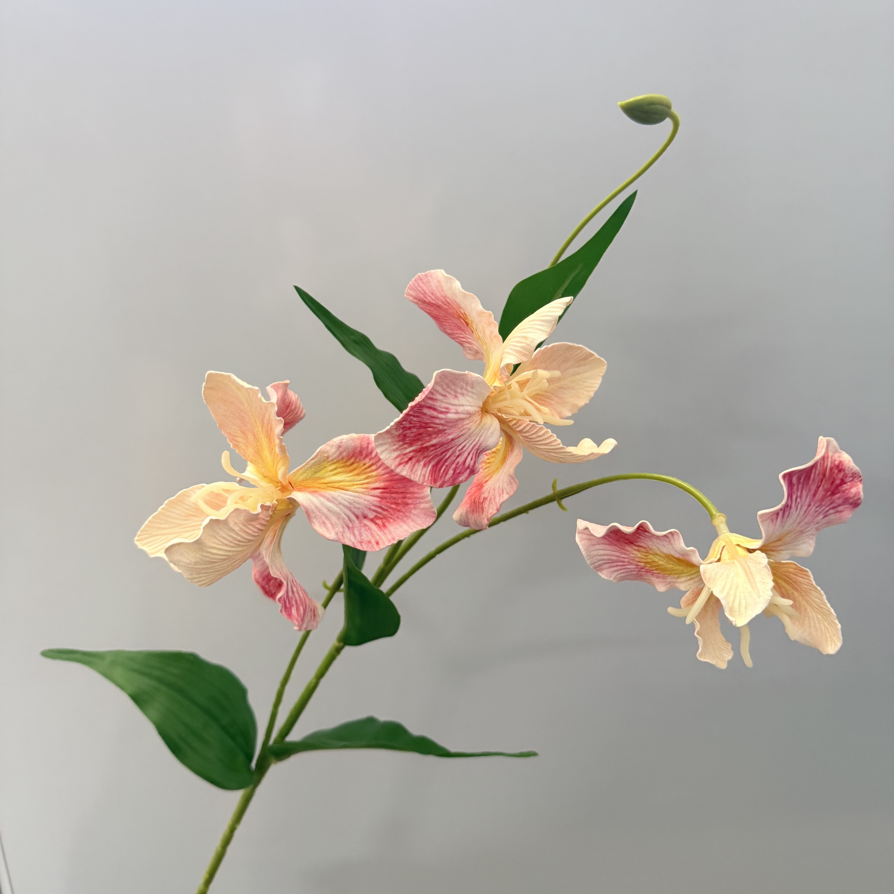 Rose fleur de cerisier