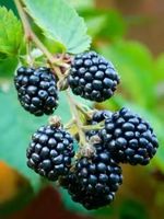 Gefreeze-droogde zwarte bessen, geheel, geconserveerd met water, bulk, zoete snack, FD-droogproces, geen toevoegingen