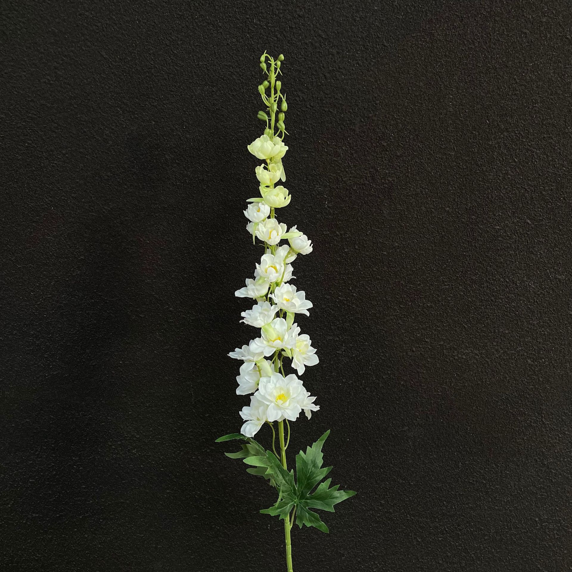 Grande hirondelle volante blanche
