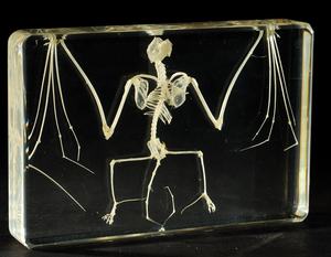 Tengkorak Kerangka Hewan Kelinci Asli dalam Spesimen Resin - Product Image 2