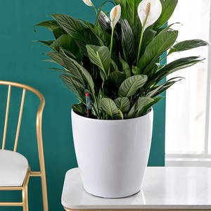 BRICE Vasi Moderni in Plastica PP Mini con Sistema di Auto-Irrigazione per Erbe <span class=keywords><strong>e</strong></span> Piante Succulente, per Interni, Soggiorno <span class=keywords><strong>e</strong></span> Giardino - Product Image 2