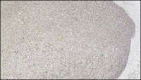 Poudre d'argent sphérique haute pureté 99.999% à haute Dispersion