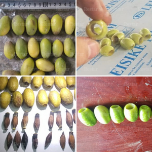 เครื่องแยกเมล็ดอัตโนมัติสำหรับอินทผลัมเมดจูลเชอร์รี่ และลองง - Product Image 6