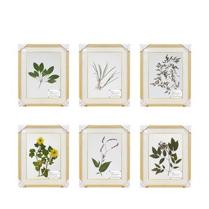 Especímenes de herbario exquisitamente preparados, recolectados artificialmente en el campo, enmarcados en un sofisticado borde marrón. - Product Image 5