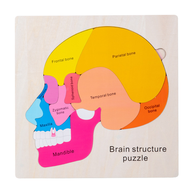 Brain structure puzzle 03