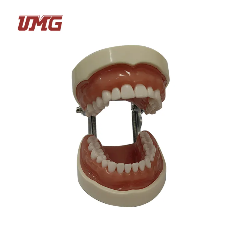 दंत वयस्क मानक दांत Typodont प्रदर्शन दांत मॉडल