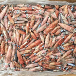 حبار صغير مجمد من نوع لوليجو - Product Image 1